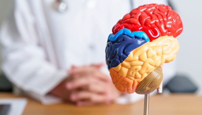 Уменьшение количества жира на животе замедляет старение мозга: RSNA