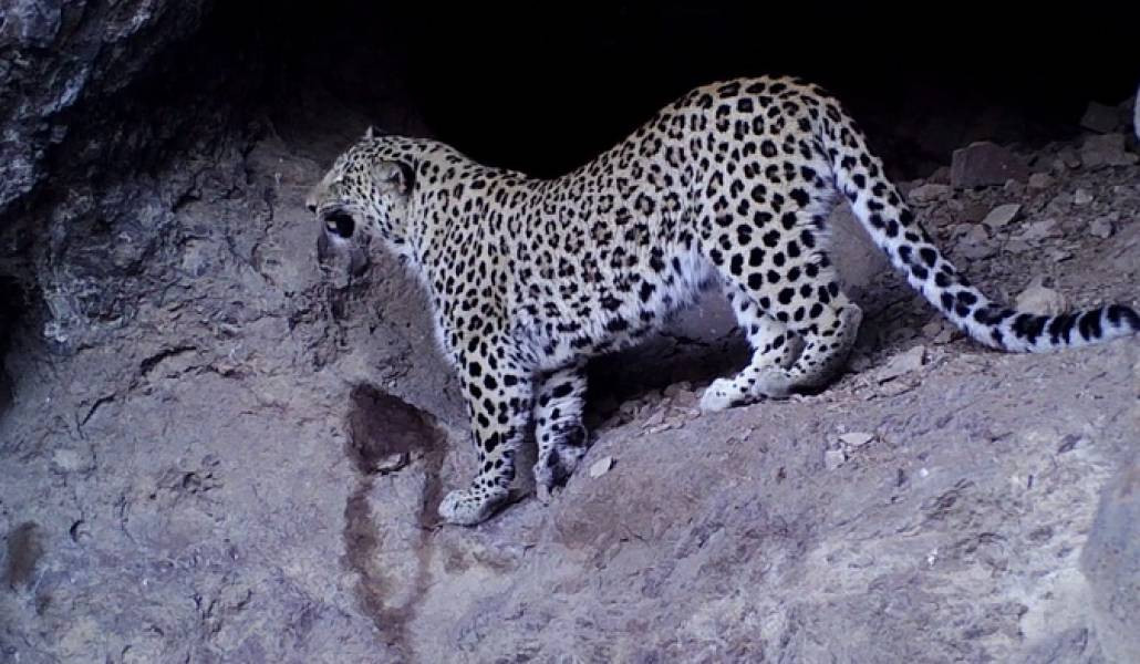 Важный шаг: Армения защитит популяцию кавказского леопарда