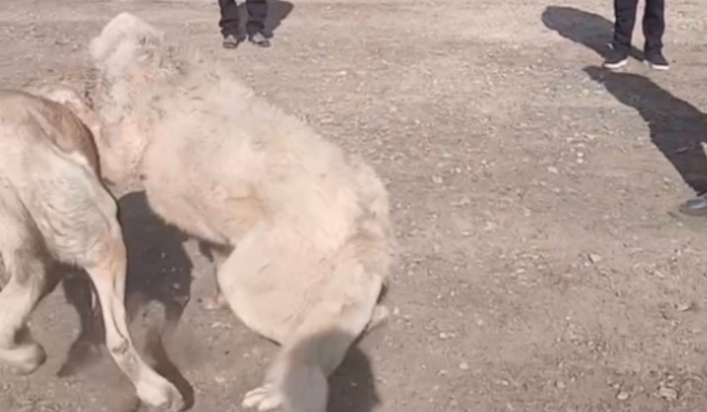 Շնшմարտ կազմակերպելու համար 3 անձ է ձերբшկալվել. նախաձեռնվել է քրեական վարույթ