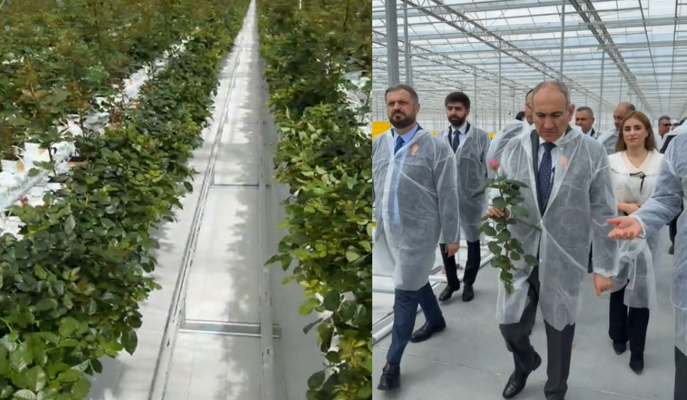 Никол Пашинян ознакомился с новой розовой теплицей в Фантане.