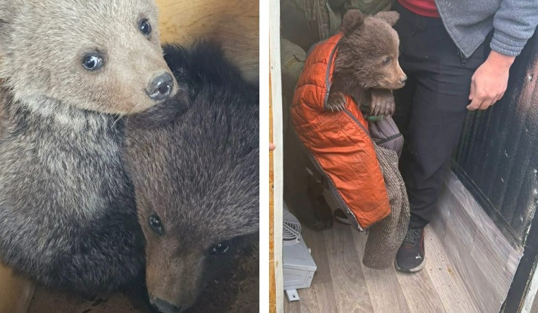 Обнаруженные в Джермуке краснокнижные медвежата бурого медведя перевезены в приют. БЭТМ
