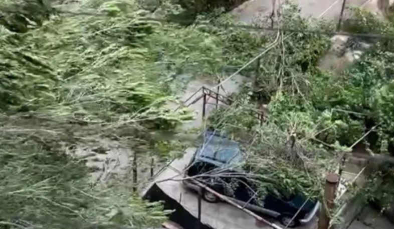 Сильный ветер повалил деревья и электрические столбы в Ереване и областях.