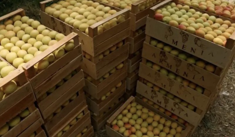 Հունիսի 1-ից հուլիսի 19-ը ՀՀ-ից արտահանվել է 7600 տոննա ծիրան. Գևորգ Պապոյան