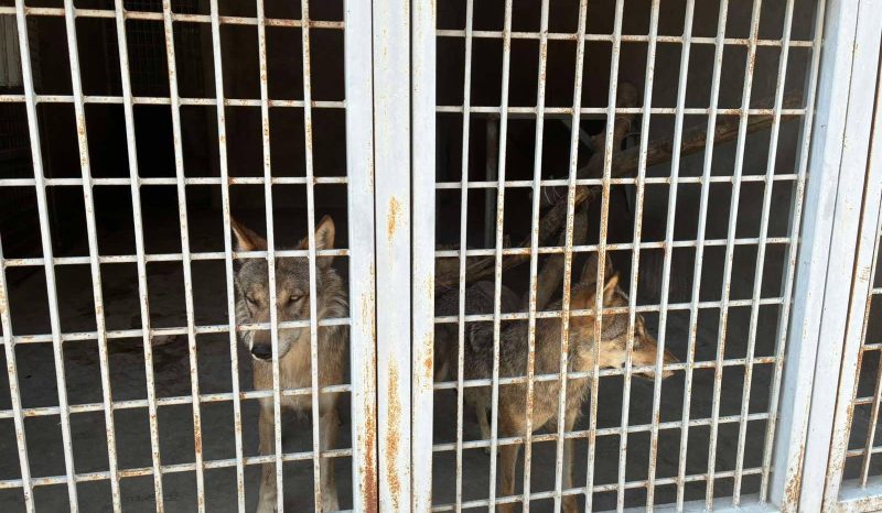 В Цовагюхе незаконно содержащиеся волки переданы на попечение специалистов. БЭТМ
