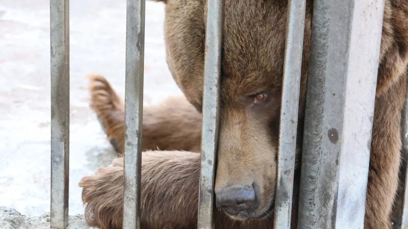 Бурые медведи, содержавшиеся в неволе, перевезены в приют. БЭТМ
