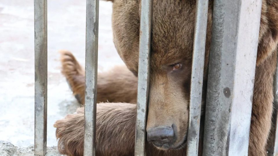 Бурые медведи, содержавшиеся в неволе, перевезены в приют. БЭТМ
