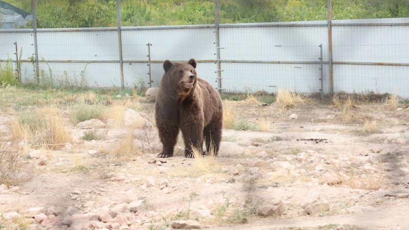 Бурые медведи, содержавшиеся в неволе, перевезены в приют. БЭТМ — 1